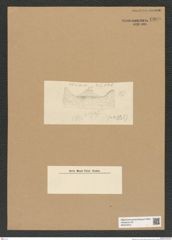 Diatomeae indet. Zeichnungen Sammlung Grunow Nr. 6999 (NHMW-BOT-W0375910)